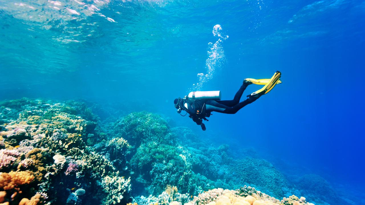 Une photographie d'un plongeur qui explore des fonds marins.